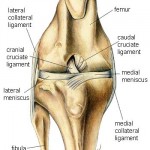 Episode 6: CCL Injuries and TPLO thumbnail