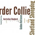 2013 AKC National Agility Championship Breed Counts thumbnail