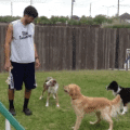 Rock Solid Start Line Stays in Dog Agility thumbnail