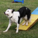 Episode 38: Tips for Retraining Your Agility Dog thumbnail