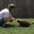 Puppy Tugging: Teaching the Release thumbnail