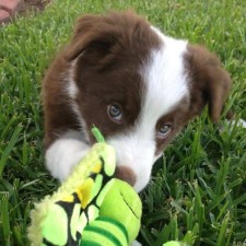 Post image for Episode 50: Puppy Paralysis