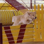 Episode 73: How to Generalize Behaviors with Your Novice Dog thumbnail