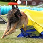 Episode 84: Large Dog Challenges thumbnail