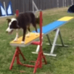 Episode 107: Training the Teeter thumbnail