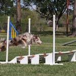 Episode 115: Three Aspects of Agility Training thumbnail