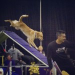 Bad Dog Agility Goes to Westminster 2016 thumbnail