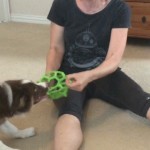 How to Teach Your Puppy to Release a Toy in a Motivational Way thumbnail