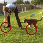 Puppy Tugging: Introducing the Two Toy Game thumbnail