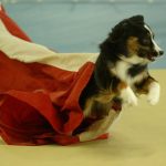 Episode 142: Dog Agility World Shuns the Chute thumbnail
