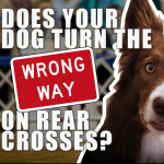 Does Your Dog Turn the Wrong Way on Rear Crosses? (Facebook Live) thumbnail