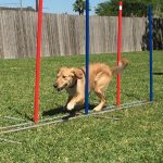 Episode 160: How to Work Through Mistakes in Your Agility Training thumbnail