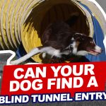 Can Your Dog Find a BLIND Tunnel Entry? thumbnail