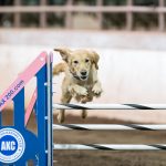 Episode 171: Obstacle Focus vs Handler Focus in Dog Agility thumbnail