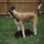 Episode 176: Second Dog Dynamics thumbnail
