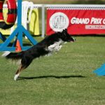 The Bad Dog Agility Weekly for October 25, 2017 thumbnail