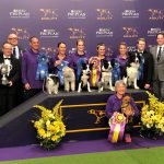 Bad Dog Agility’s 2018 Westminster Wrap-Up thumbnail