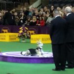 Westminster Special: Mutt Hysteria (Catching Up With Stacey and Roo!) thumbnail