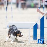 Episode 201: The European Open and Border Collie Classic with Sarah Baker thumbnail