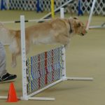 Episode 204: How to Use Proofing in Your Dog Agility Training thumbnail