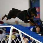 Episode 27: “Off Breed” Dogs in Agility thumbnail