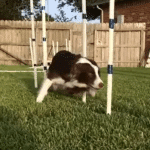 The Last Inch: Closing the Weave Poles thumbnail