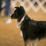 Episode 77: The Secret to All of Dog Agility thumbnail