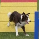 Episode 111: The Myth of the Ring-Wise Dog thumbnail