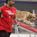 Episode 119: Handling (Three Aspects of Agility Training Part 4) thumbnail