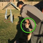 Retrieving and the Agility Dog thumbnail