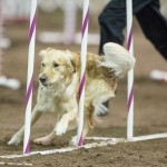 Episode 122: Debugging Your Dog Agility Training thumbnail