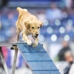Episode 131: Free Your Agility Dog thumbnail