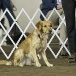 Episode 130: How to Reward Your Dog Before and After Their Run thumbnail