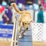Episode 132: Contrarianism in Dog Agility thumbnail