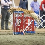 Episode 134: Priming Your Dog Before an Agility Trial thumbnail