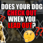 Does Your Dog Check Out When You Lead Out? (Facebook Live) thumbnail