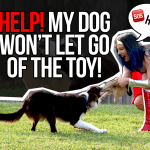 Help! My dog won’t let go of the toy! (Facebook Live) thumbnail