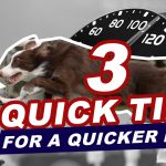3 Quick Tips for a Quicker Dog (Facebook Live) thumbnail