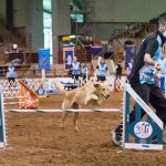Episode 164: The Value of Outside Influence on Your Dog Agility Training thumbnail