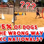Did 75% of dogs go the wrong way at AKC Nationals? thumbnail