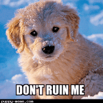 The Most Important Skill to Teach Your Agility Dog thumbnail