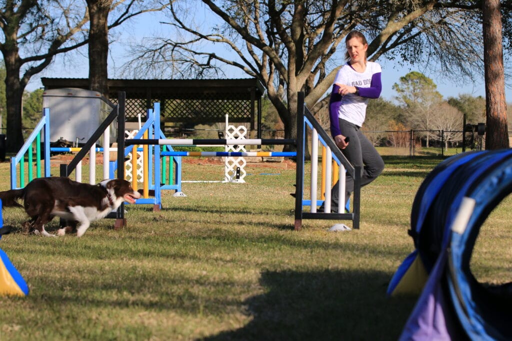 Episode 293 ForwardChaining and BackChaining Bad Dog Agility